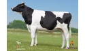 EDELWEISS - Prim'Holstein