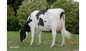 DASSI - Prim'Holstein