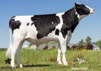 HOSPADOR - Prim'Holstein