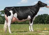 HEXO ISY - Prim'Holstein