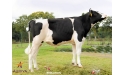 FINGER - Prim'Holstein