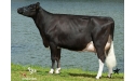 INTRIGUANT - Prim'Holstein