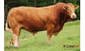 VETIVER MN