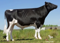 HENDRIX - Prim'Holstein